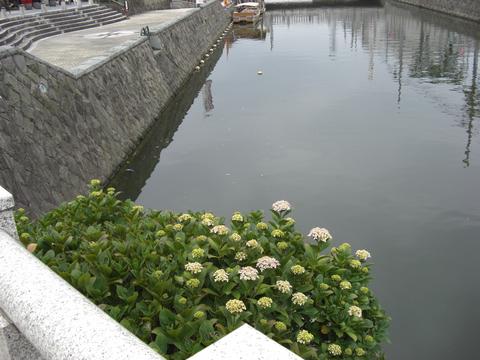 東(ひがし)京橋のあじさい 東(ひがし)京橋のあじさい