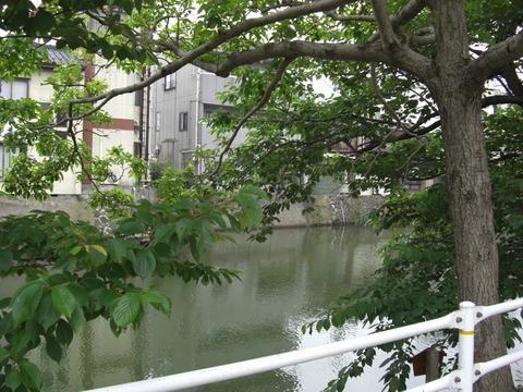 東(ひがし)京橋のなんじゃもんじゃ 東(ひがし)京橋のなんじゃもんじゃ