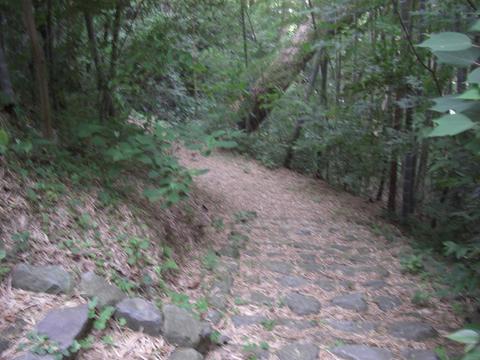 竹林の小径(城山) 竹林の小径(城山)